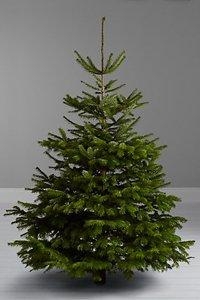 Christmas Tree 7ft