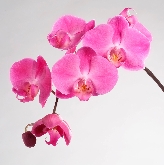 Orchids