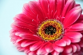 Gerbera