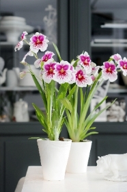 Miltonia Orchid