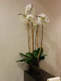 Orchid Plant